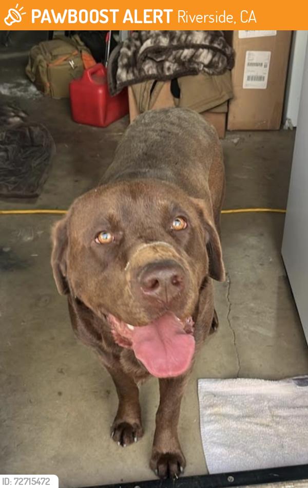 Found/Stray Male Dog last seen Wood road between Robert’s and Bert , Riverside, CA 92508