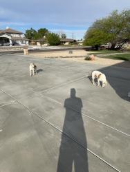 Found/Stray Male Dog last seen Seneca , Apple Valley, CA 92307