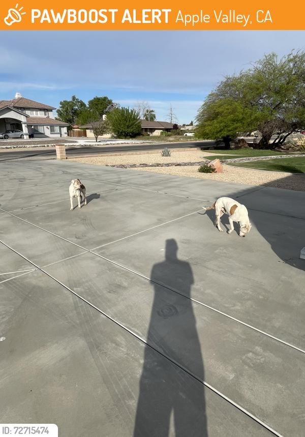 Found/Stray Male Dog last seen Seneca , Apple Valley, CA 92307