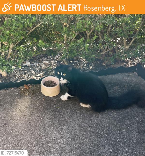 Found/Stray Female Cat last seen Jones st Rosenberg tx, Rosenberg, TX 77471