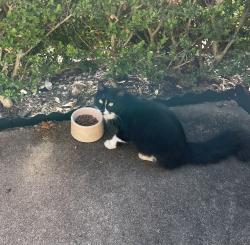 Found/Stray Female Cat last seen Jones st Rosenberg tx, Rosenberg, TX 77471