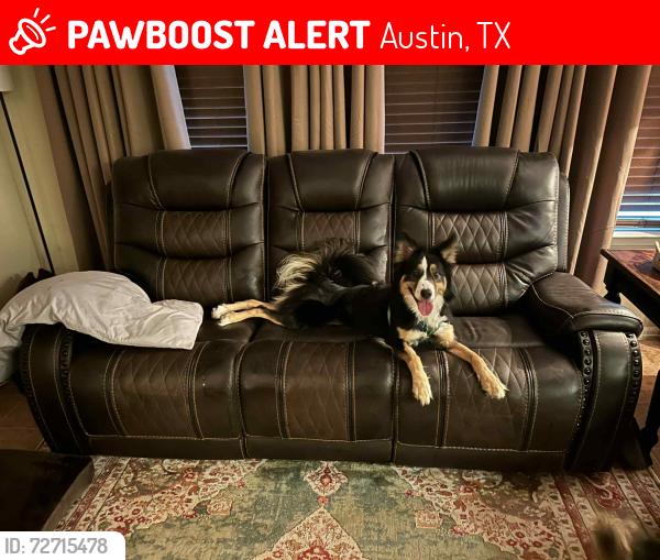 Lost Female Dog last seen Handed off during a “foster” transfer by a car mechanic shop, Austin, TX 78617