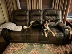 Lost Female Dog last seen Handed off during a “foster” transfer by a car mechanic shop, Austin, TX 78617