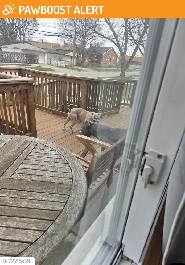 Found/Stray Female Dog last seen Elmira and Wormer, Redford Township, MI 48239