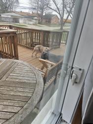 Found/Stray Female Dog last seen Elmira and Wormer, Redford Township, MI 48239