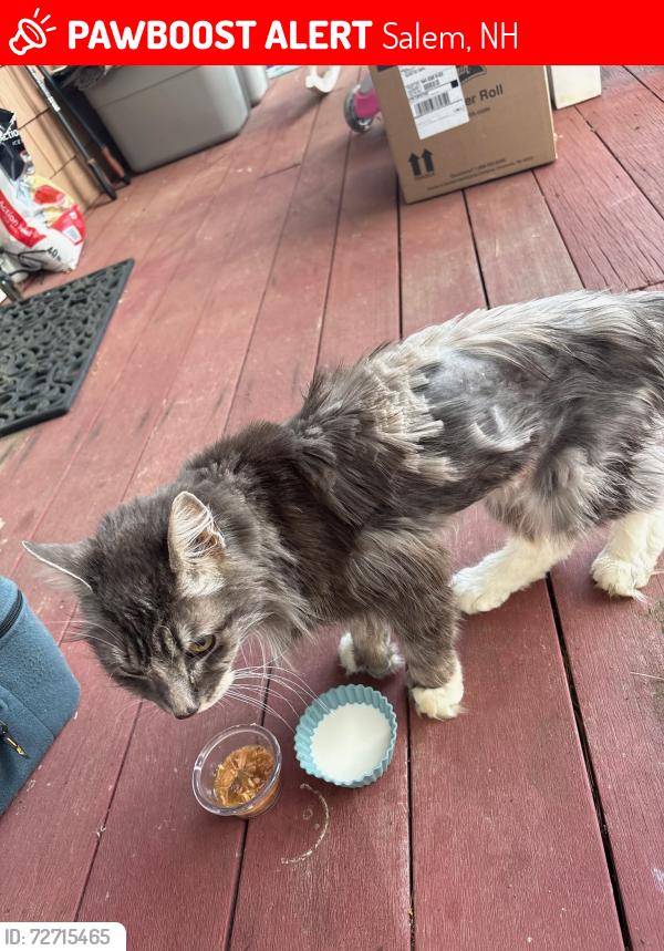 Lost Male Cat last seen Sherwood Circle, Salem, NH 03079