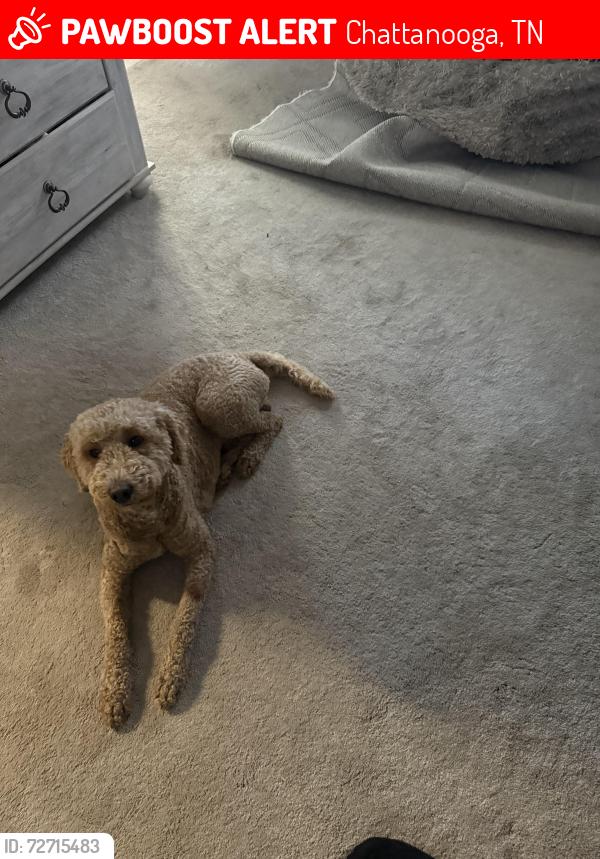 Lost Male Dog last seen East Ridge TN, Chattanooga, TN 37412