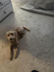 Lost Male Dog last seen East Ridge TN, Chattanooga, TN 37412