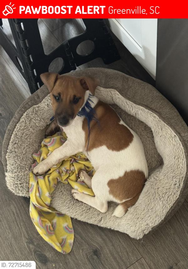 Lost Male Dog last seen Oak st, Greenville, SC 29611