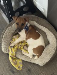 Lost Male Dog last seen Oak st, Greenville, SC 29611