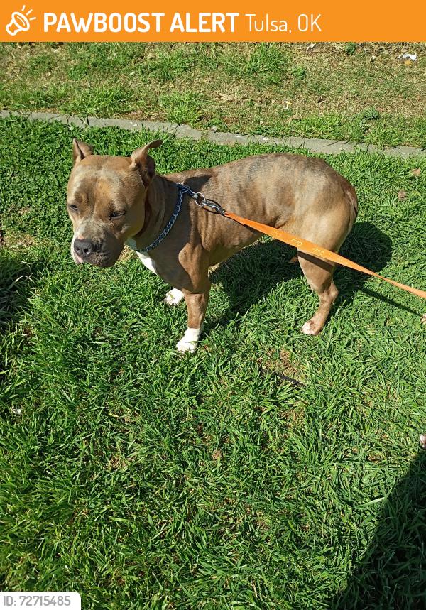 Found/Stray Female Dog last seen Admiral and Harvard QT right by the laundry mat , Tulsa, OK 74110