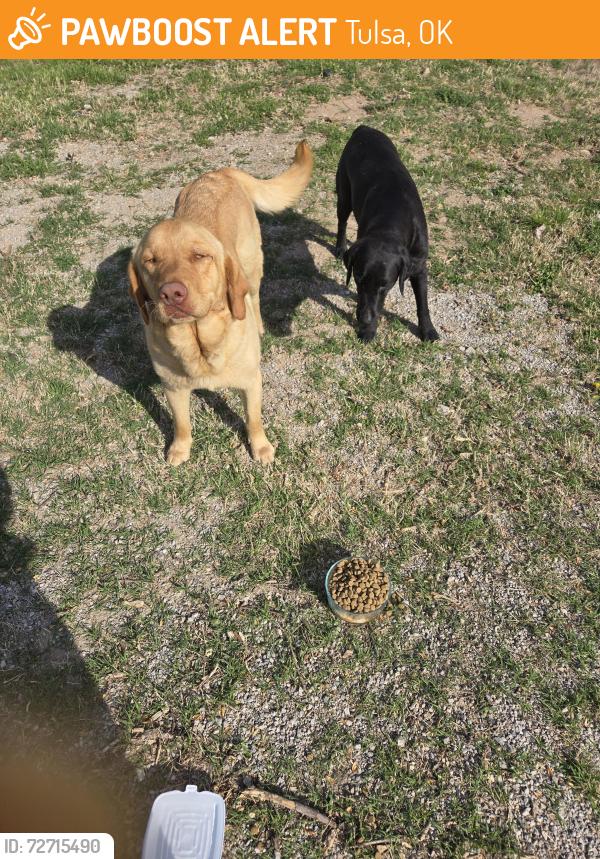 Found/Stray Unknown Dog last seen 61st & Peoria , Tulsa, OK 74120