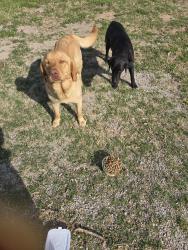 Found/Stray Unknown Dog last seen 61st & Peoria , Tulsa, OK 74120