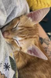 Lost Male Cat last seen Eagle and Nelson street, New Orleans, LA 70118
