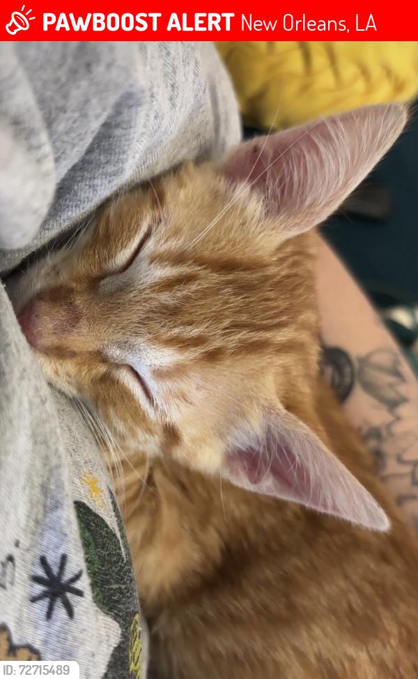 Lost Male Cat last seen Eagle and Nelson street, New Orleans, LA 70118