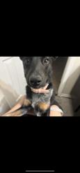 Lost Female Dog last seen Bridge near gas station about 2 miles from the adoption center in garland, Garland, TX 75041