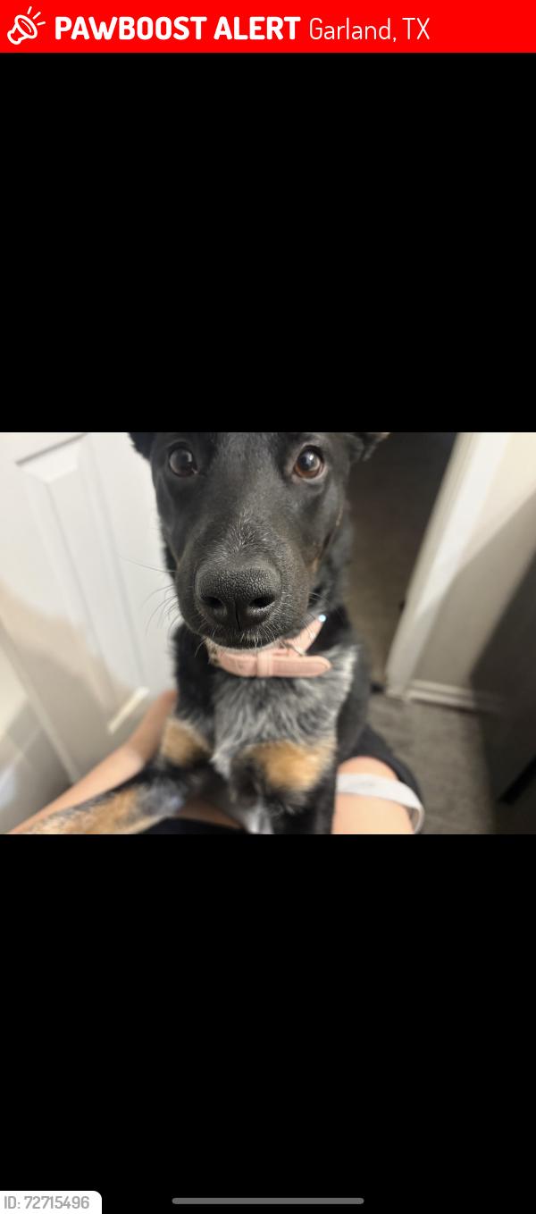 Lost Female Dog last seen Bridge near gas station about 2 miles from the adoption center in garland, Garland, TX 75041