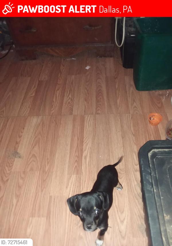 Lost Male Dog last seen On lake hill by old ski lodge 💯 dollar reward i, Dallas, PA 18612