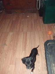 Lost Male Dog last seen On lake hill by old ski lodge 💯 dollar reward i, Dallas, PA 18612