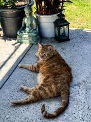 Lost Male Cat last seen Sundowners park, Lake Forest, CA 92630