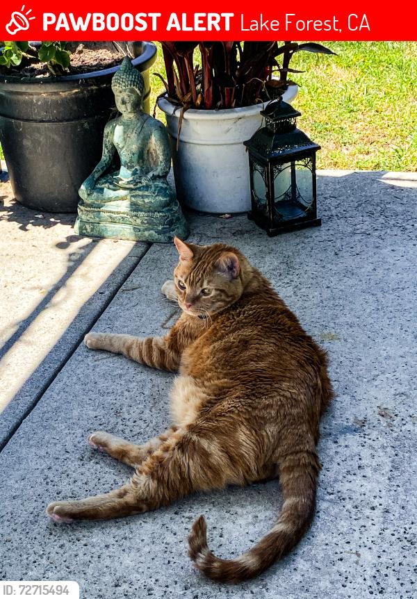 Lost Male Cat last seen Sundowners park, Lake Forest, CA 92630
