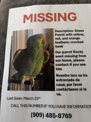 Lost Male Bird last seen Alder, Fontana, CA 92331