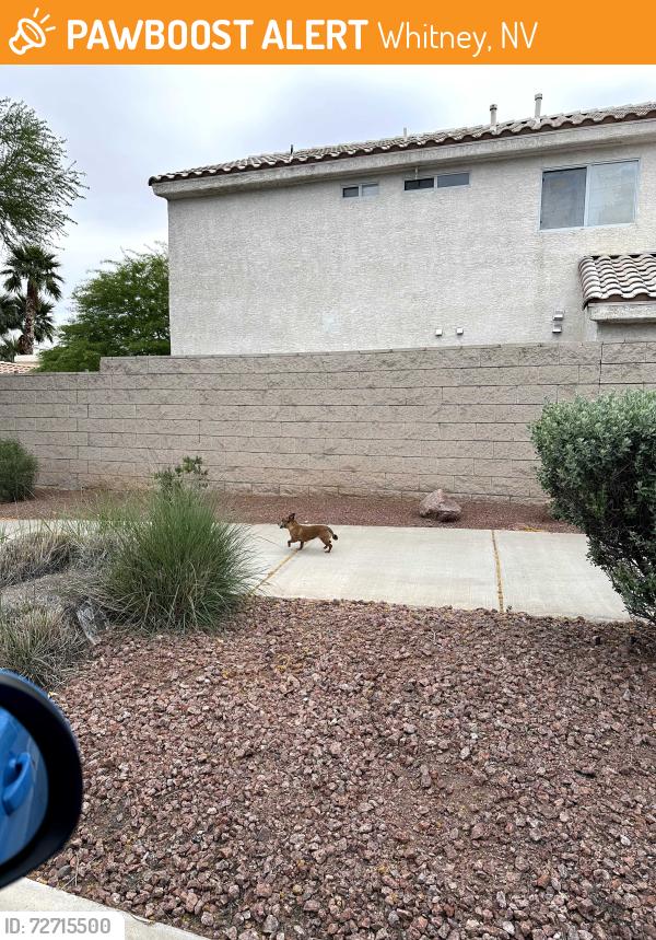 Found/Stray Unknown Dog last seen Stephanie Street by Dutch Bros, Whitney, NV 89122