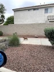 Found/Stray Unknown Dog last seen Stephanie Street by Dutch Bros, Whitney, NV 89122