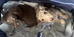 Lost Female Dog last seen Heard Museum, Phoenix, AZ 85003