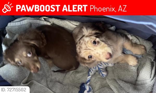 Lost Female Dog last seen Heard Museum, Phoenix, AZ 85003