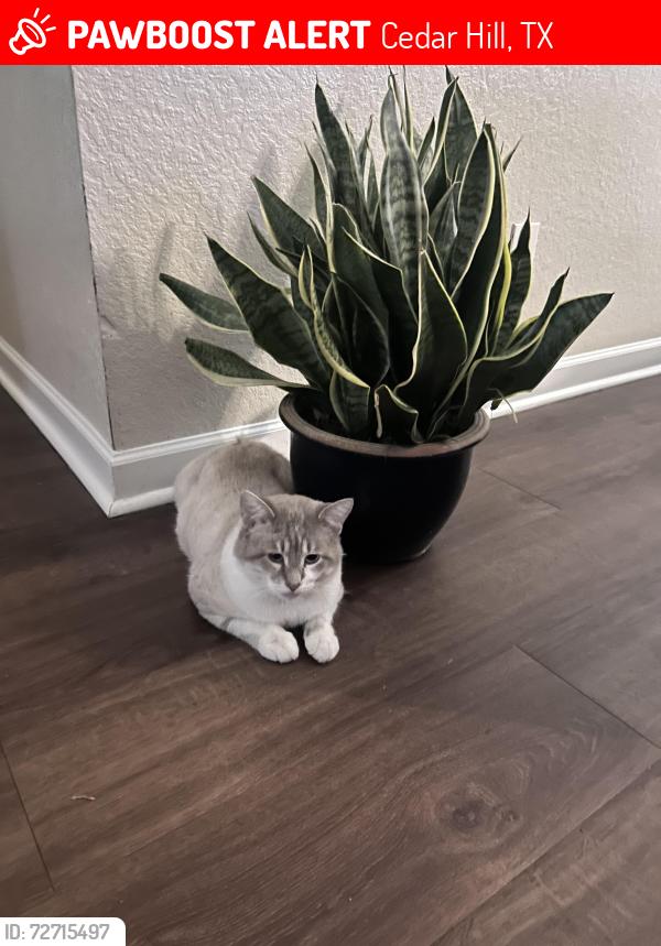 Lost Male Cat last seen Parkerville, Cedar Hill, TX 75104