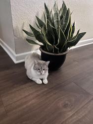 Lost Male Cat last seen Parkerville, Cedar Hill, TX 75104