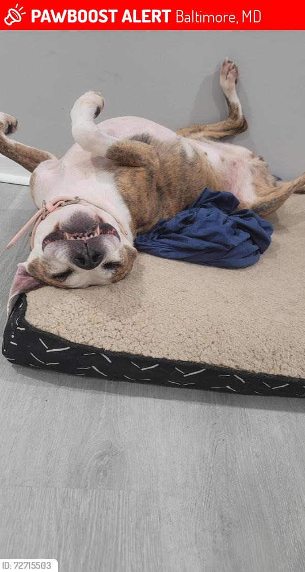 Lost Female Dog last seen Garrison and Woodhaven , Baltimore, MD 21216
