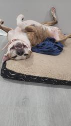 Lost Female Dog last seen Garrison and Woodhaven , Baltimore, MD 21216