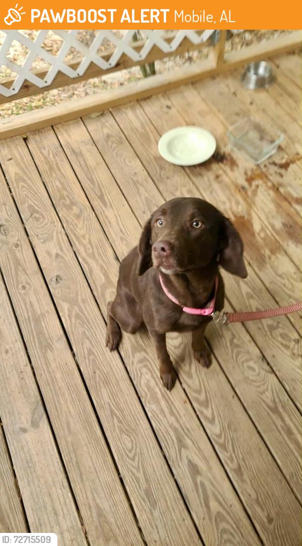 Found/Stray Female Dog last seen Near new mans rd , Mobile, AL 36695