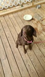 Found/Stray Female Dog last seen Near new mans rd , Mobile, AL 36695