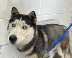 Shelter Stray Female Dog last seen Near BLOCK OF FARRALON CT, San Bernardino, CA 92401