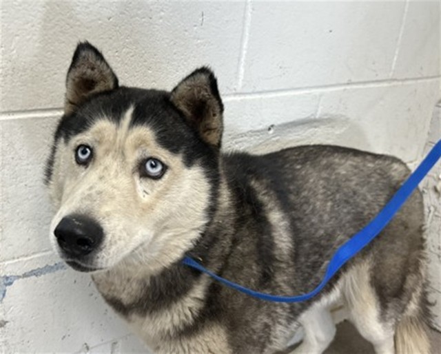 Shelter Stray Female Dog last seen Near BLOCK OF FARRALON CT, San Bernardino, CA 92401