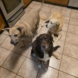 Lost Female Dog last seen Clover Leaf dr., North Richland Hills, TX 76182