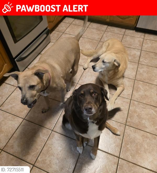 Lost Female Dog last seen Clover Leaf dr., North Richland Hills, TX 76182