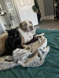 Lost Male Dog last seen Lilac, Riverview, MO 63137