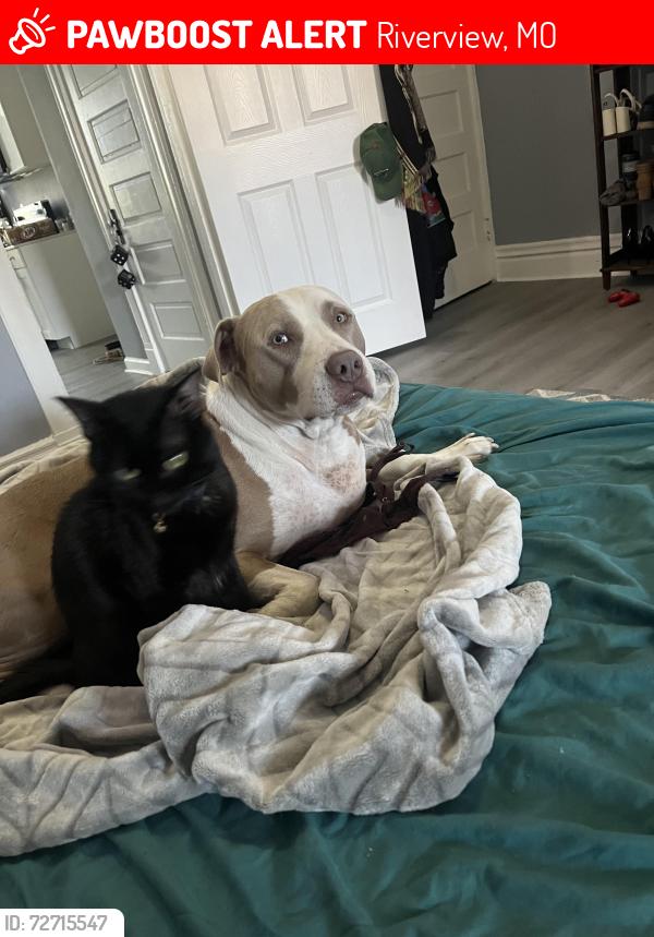 Lost Male Dog last seen Lilac, Riverview, MO 63137