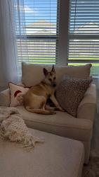 Lost Male Dog last seen Mavera neighborhood , Grangerland, TX 77302