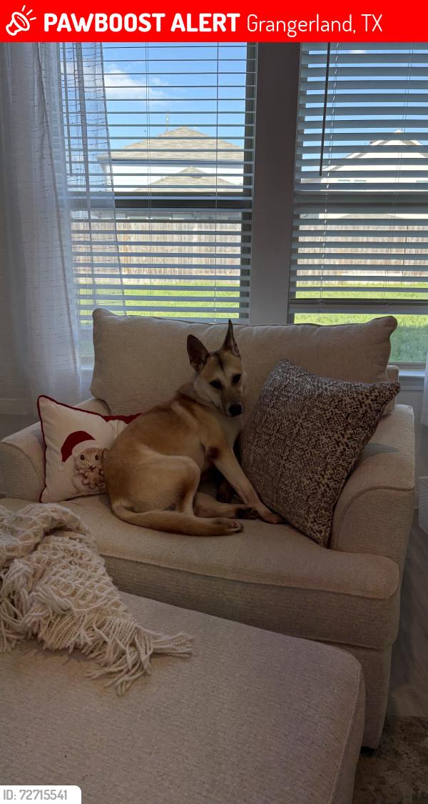 Lost Male Dog last seen Mavera neighborhood , Grangerland, TX 77302