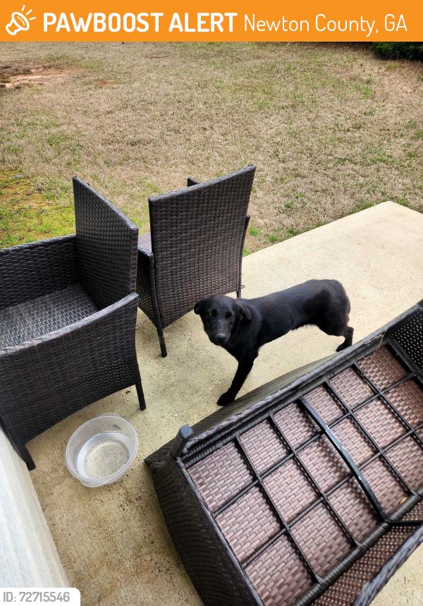 Found/Stray Unknown Dog last seen Champions Ln. , Newton County, GA 30016