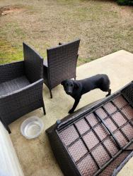 Found/Stray Unknown Dog last seen Champions Ln. , Newton County, GA 30016