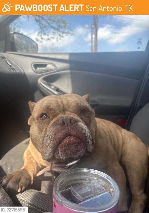 Found/Stray Male Dog last seen Broadway, San Antonio, TX 78209