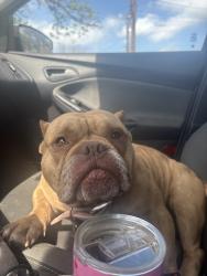 Found/Stray Male Dog last seen Broadway, San Antonio, TX 78209