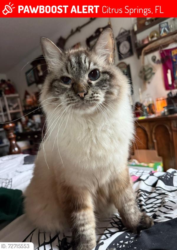 Lost Male Cat last seen Near w Wilburton dr , Citrus Springs, FL 34433