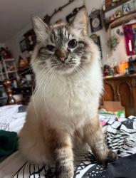 Lost Male Cat last seen Near w Wilburton dr , Citrus Springs, FL 34433